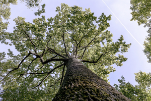 Sessile Oak