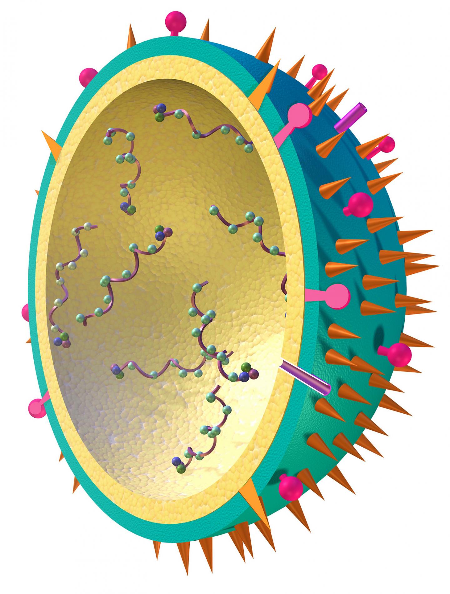 Building a Flu Factory from Host Cell Components