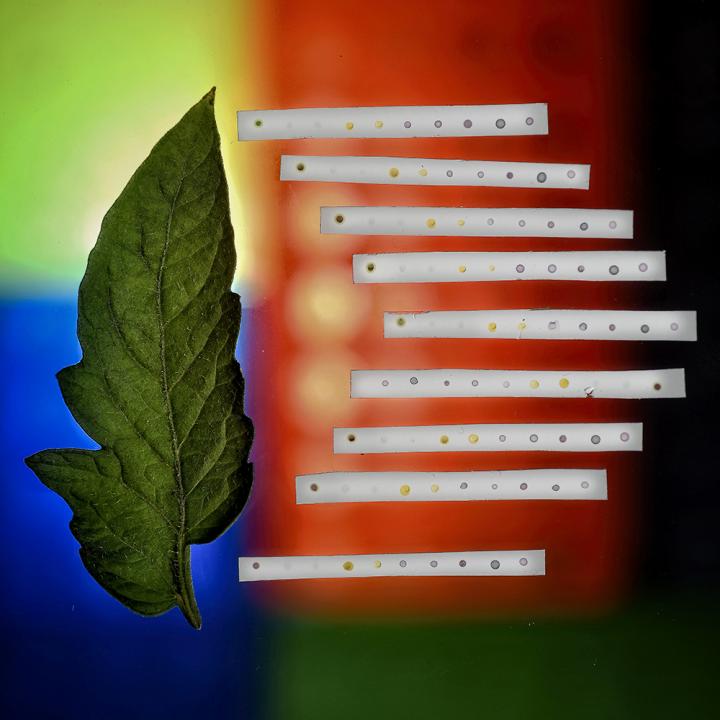 Handheld Tech for On-Site Detection of Plant Diseases