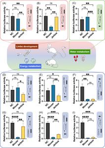 Figure 2 Assessment of the regulation of target gene expression by jerboa-specific mutations via dual luciferase reporter gene assays