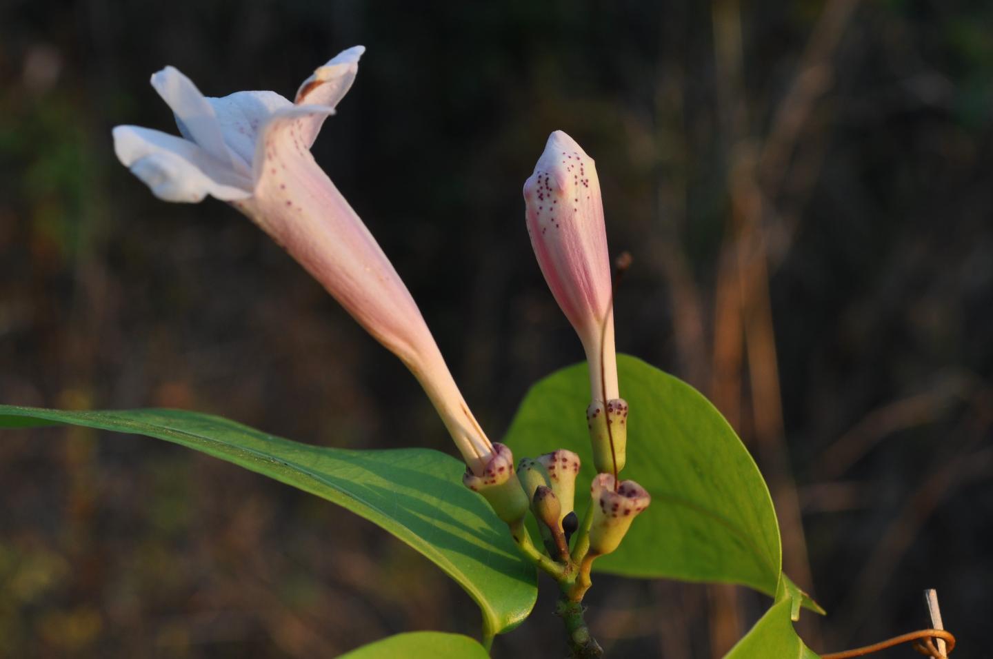 <em>Pachyptera incarnata</em>