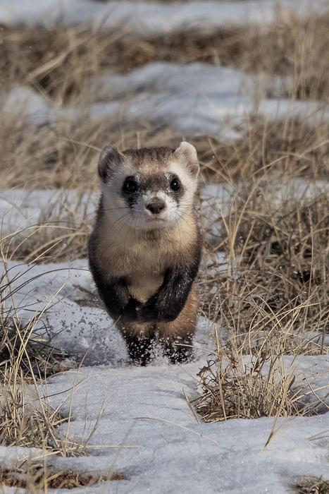 Ferret running in the snow