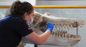 DNA testing of Old Tom at the Eden Killer Whale Museum in Australia