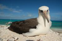 Laysan albatross