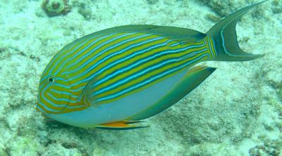 Lined Surgeonfish