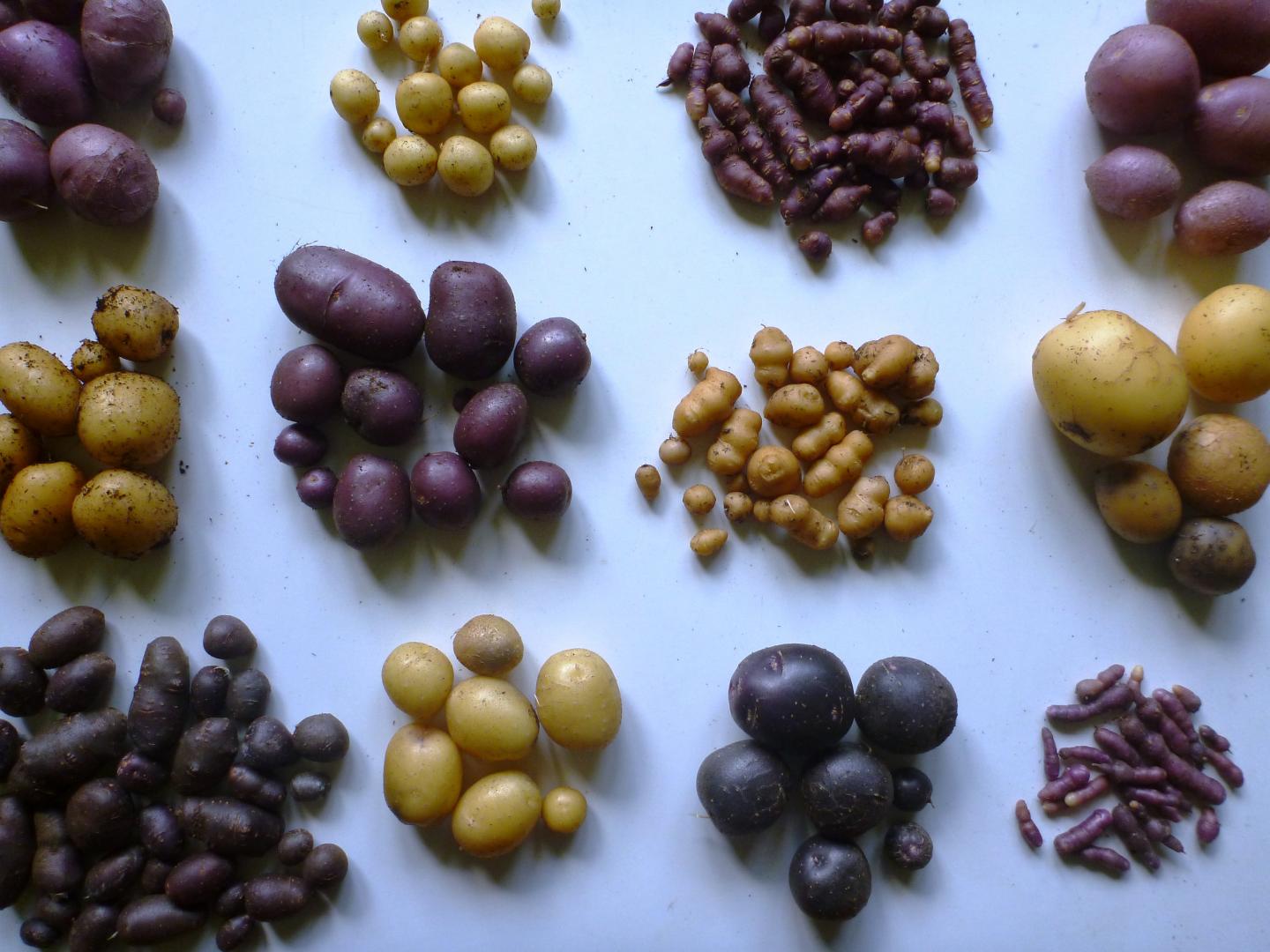 Different Potato Varieties