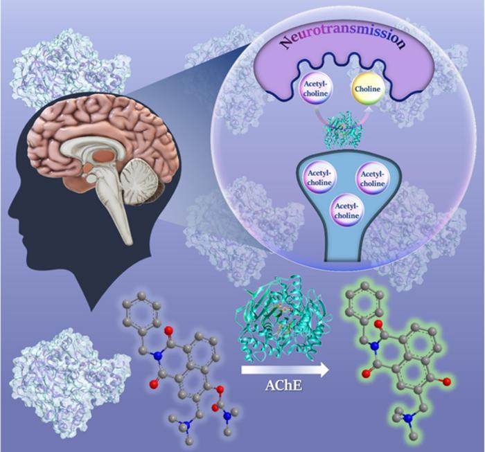 A new fluorogenic probe was designed and synthesised for the specific detection of acetylcholinesterase, a crucial enzyme that hydrolyses the neurotransmitter acetylcholine and is linked to Alzheimer’s progression