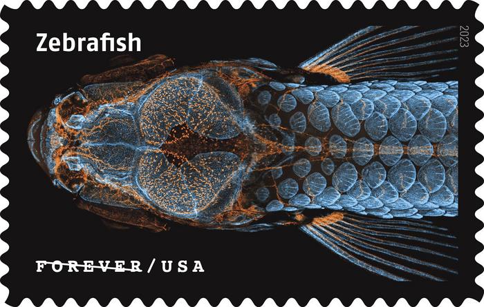 Zebrafish Postage Stamp