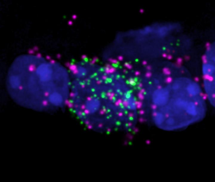 Retinal Section (Close-Up)