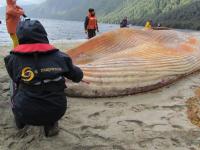 Image of Stranded Whale