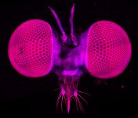 Two-Photon Image of Robber Fly Head