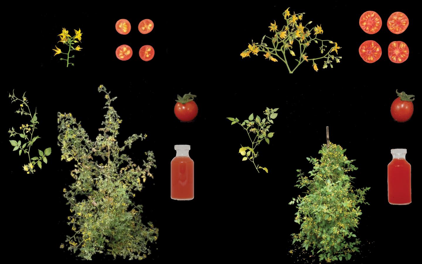 New Cultivated Tomato and Wild Plant