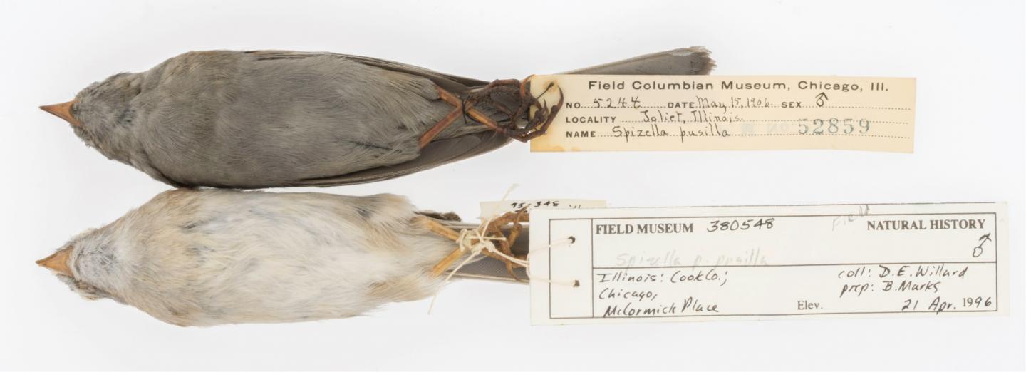 Field Sparrows from 1906 (Top) and 1996 (Bottom). The Top Bird is Coated in Soot.