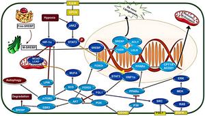 In proliferative cells, de novo lipogenesis is induced by overexpressing the genes involved in FA synthesis