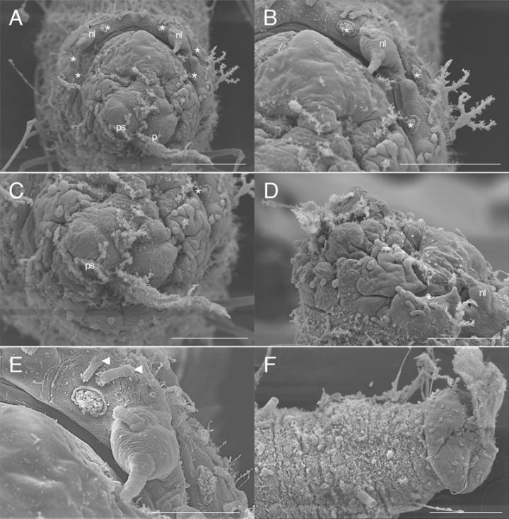Biologists Discover New Species of Sea Worm