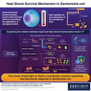 Heat Shock Survival Mechanism in Escherichia coli