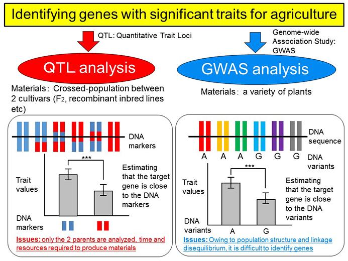 Two Main Methods for Gene Identification: QTL Analysis and Genome-wide Association Study (GWAS)