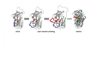 Folding of PAI-1 Protein