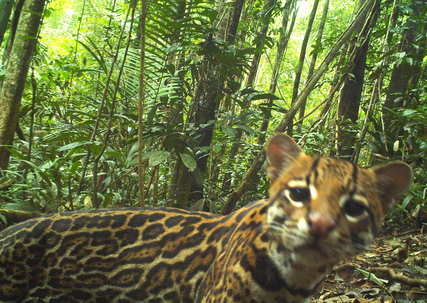 An inquisitive Ocelot