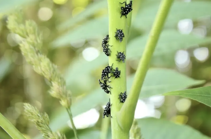 Insects taking a ride