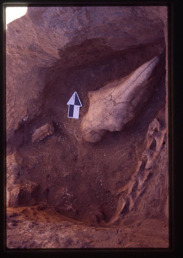 Krasnyi Yar Horse Skull