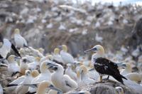 Northern Gannets (1 of 2)