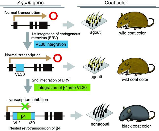 Relationship between Classical Mutation Nonagouti and Japanese Fancy Mouse