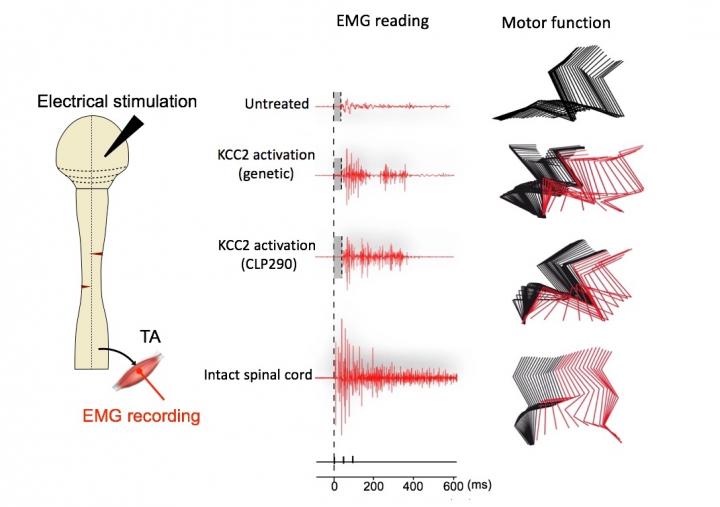 Motor Outcomes with KCC2 Activation