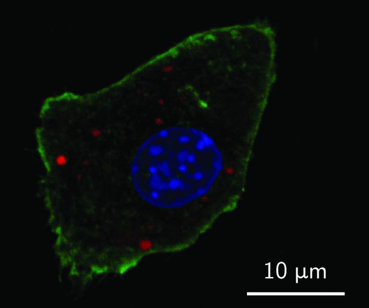 Detection of nanoparticle contrast agents (2)