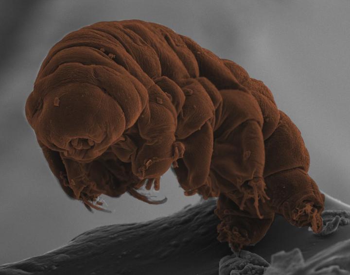 Secrets of the Amazing Tardigrades Revealed by Their DNA