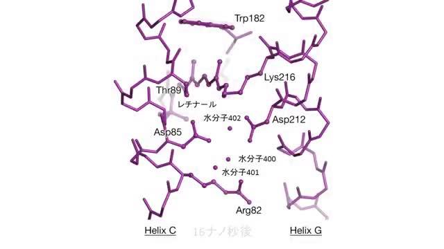 Proteins in Motion