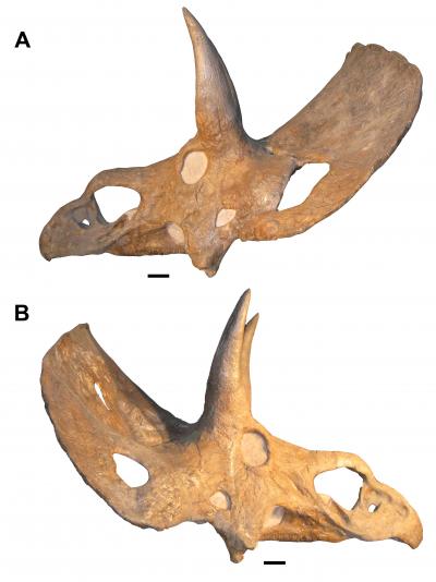 Controversy over Triceratops Identity Continues