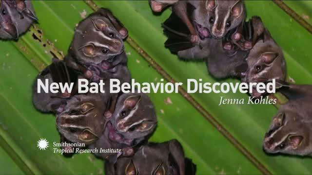 New Bat Behavior Discovered