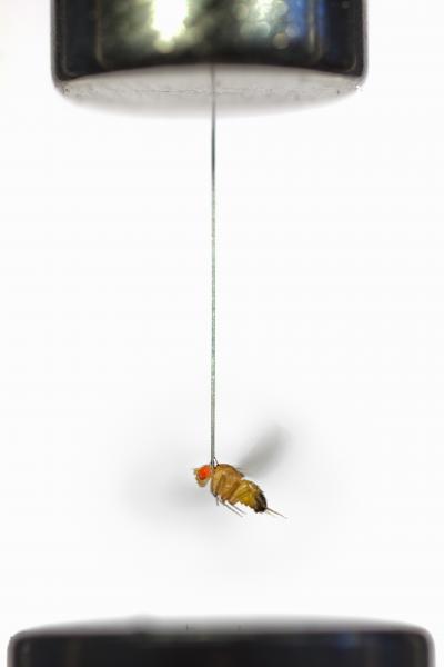 Fruit Fly Tether