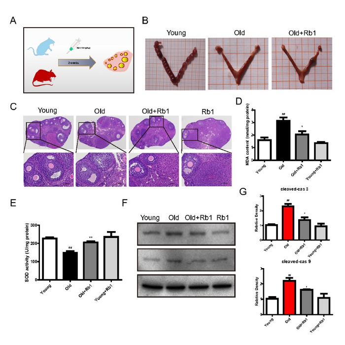 Ginsenoside Rb1 reduced oxidative stress and apoptosis levels in mice.