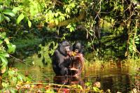 Bonobos Feeding