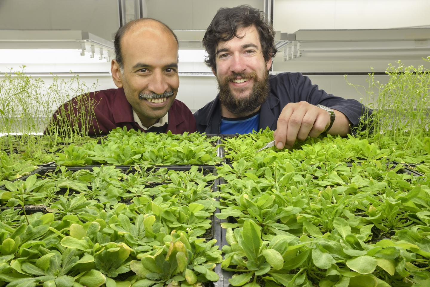 Associate Professor Balasubramanian and Craig Dent in Lab with <i>Arabidopsis</i> Plants