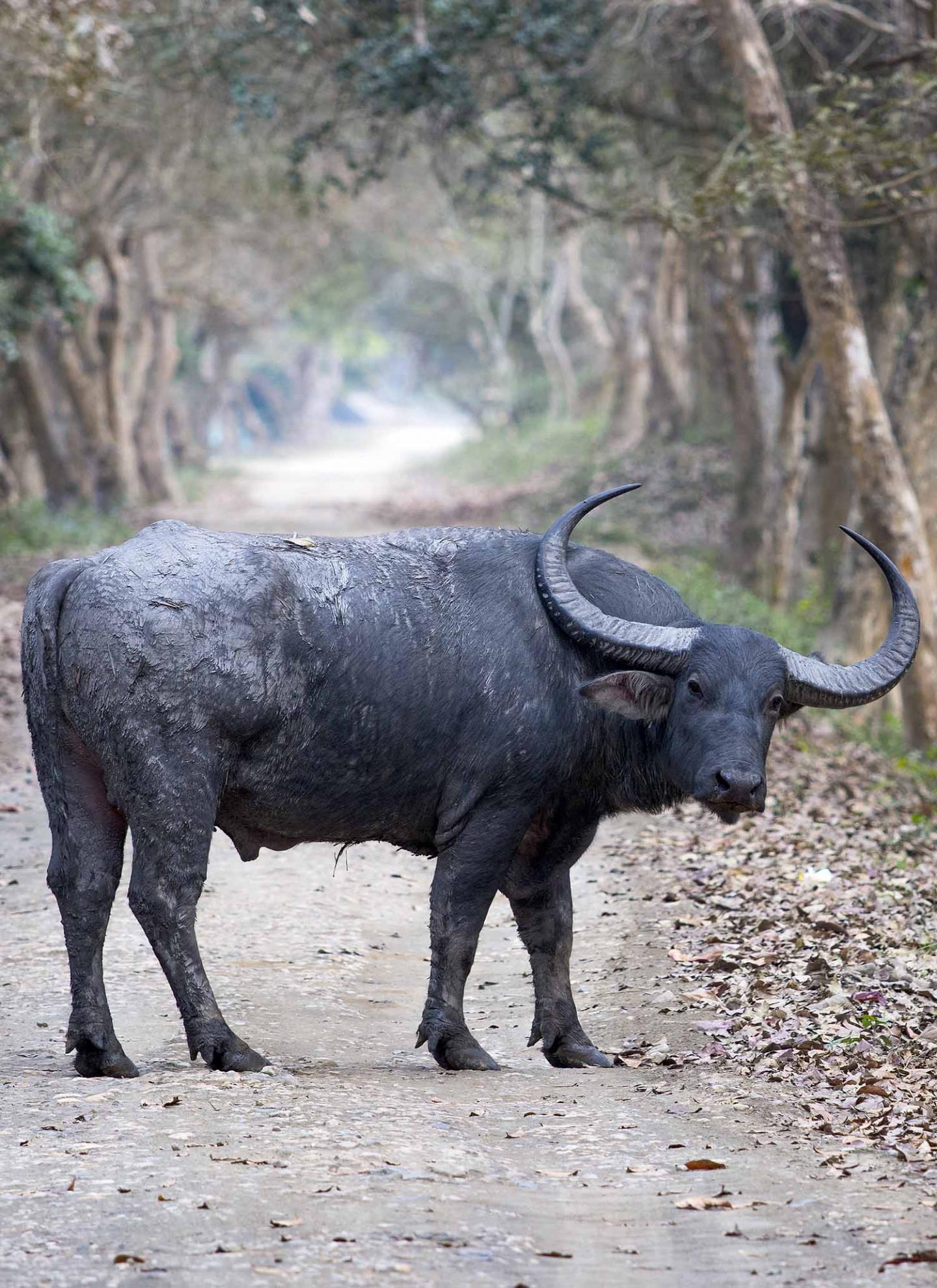 Indian Water Buffalo [IMAGE] | EurekAlert! Science News Releases