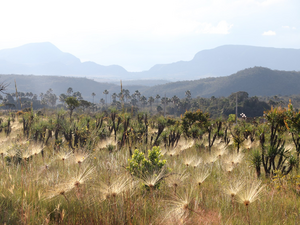 Cerrado savanna