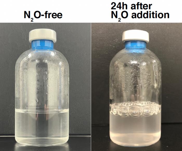 Strain HRV44T rapidly respires N2O, forming bubbles at the gas-liquid interface