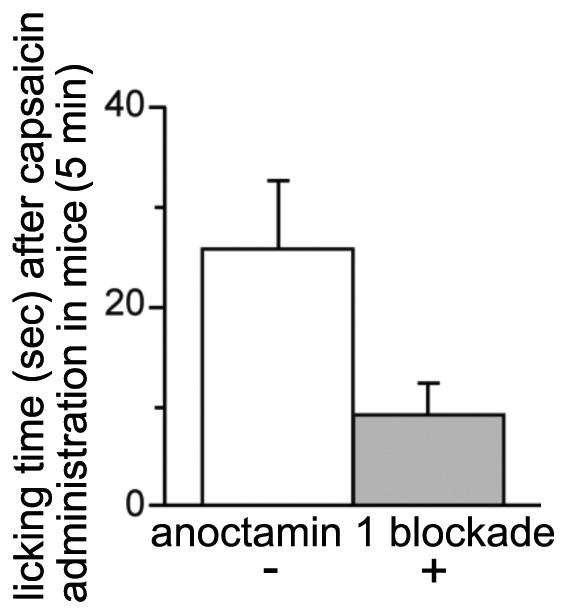 Anoctamin1 Blockade