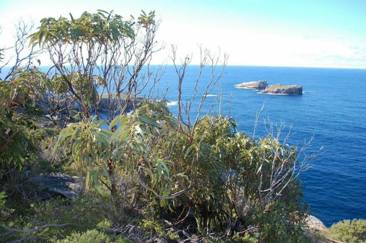 Eucalyptus found in Tasmania
