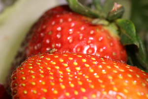 Drosophila suzukii on strawberries
