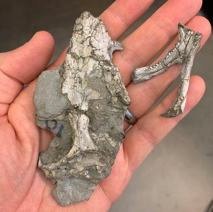 Therocephalian skull