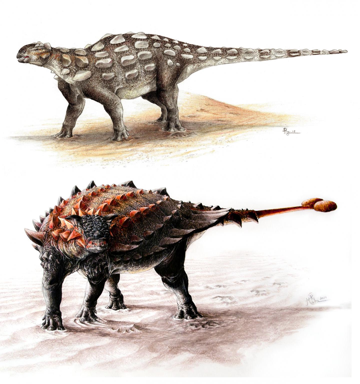 <i>Gobisaurus</i> and <i>Ziapelta</i>