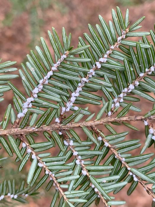 Hemlock wooly adelgid sucks the sap from Eastern hemlocks.