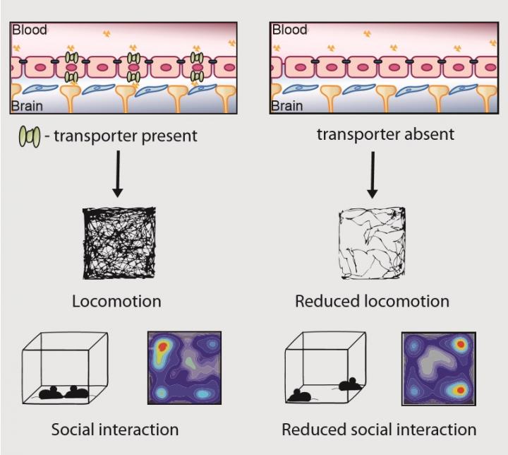 Absence of Transporter Leads to Reduced Locomotion and Reduced Social Interaction