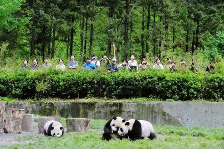 Tourists flocking to the giant pandas