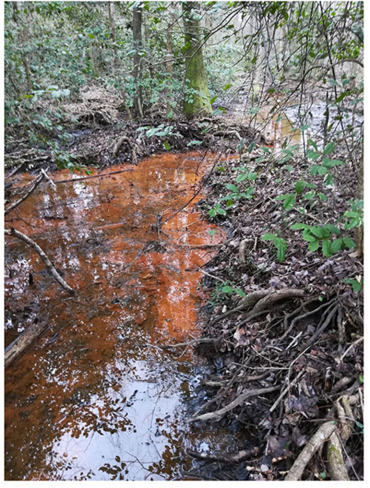 Riparian wetland at Tims Branch