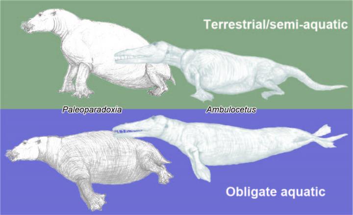 New index reveals likelihood of terrestrial o | EurekAlert!